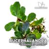Bucephalandra Lamandau Plante d'aquarium ronde
