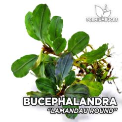 bucephalandra ghost 2015 Bucephalandra Lamandau Round aquarium plant