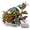 Planta de aquário Bucephalandra Melon