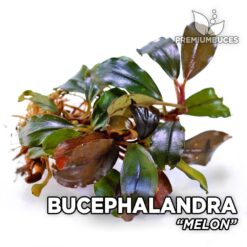 Bucephalandra Melon aquarium plant