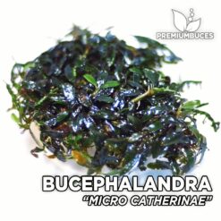 Bucephalandra Micro Catherine planta de acuario