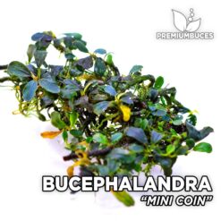 Bucephalandra Mini Coin aquarium plant