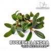 Bucephalandra Mini Needle Leaf planta de acuario