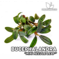 Bucephalandra Mini Needle Leaf planta de acuario
