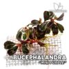 Bucephalandra Mini Purple planta de acuario