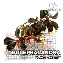 Bucephalandra Mini Purple planta de acuario