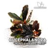 Bucephalandra Montleyana Red Mini planta de acuario