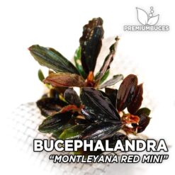 Bucephalandra Montleyana Red Mini planta de acuario