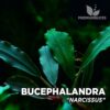 Planta de aquário Bucephalandra Narcissus