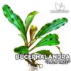 Planta de aquário de palmeiras Bucephalandra