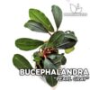 Planta de aquário Bucephalandra Pearl Grey