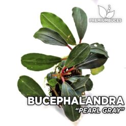 Bucephalandra Pearl Gray planta de acuario