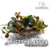 Bucephalandra Penelope Mini planta de acuario