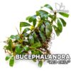 Planta de aquário de pimentão vermelho Bucephalandra