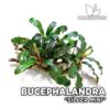 Planta de mini aquário de prata Bucephalandra