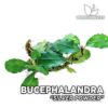 Pianta dell'acquario della polvere d'argento di Bucephalandra