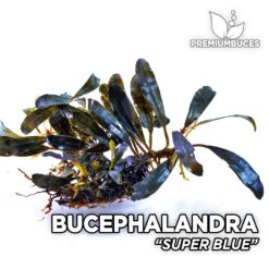 Bucephalandra Super Blue planta de acuario