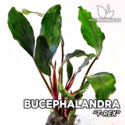 Bucephalandra T-Rex planta de acuario