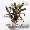 Bucephalandra Velvet Leaf Entikong planta de acuario