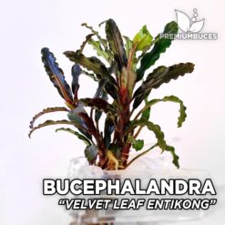 Bucephalandra Velvet Leaf Entikong aquarium plant