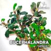 Planta de aquário Bucephalandra Venus