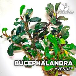 Bucephalandra Venus aquarium plant