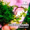 Crepidomanes Grape Leaf
