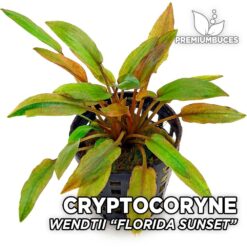 Cryptocoryne Wendtii Florida Sunset planta de acuario