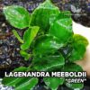 Lagenandra Meeboldii Green planta de acuario