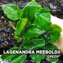 Lagenandra Meeboldii Green planta de acuario