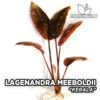 Lagenandra Meeboldii Kerala planta de acuario