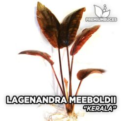 Lagenandra Meeboldii Kerala planta de acuario