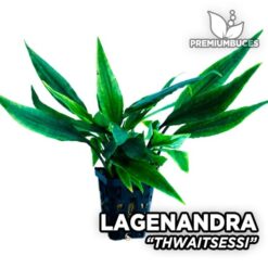 Lagenandra Thwaitesii planta de acuario