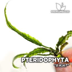 Pteridophyta X Kiat
