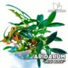 Planta de aquário Aridarum Mini Blue