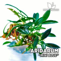 Aridarum Mini Blue planta de acuario