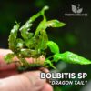 Bolbitis Dragon Tail planta de acuario