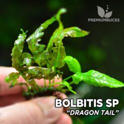 Bolbitis Dragon Tail planta de acuario