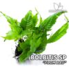 Bolbitis from Bau aquarium plant