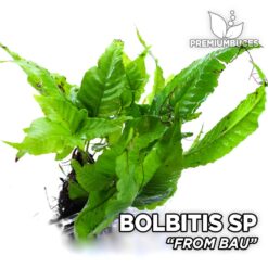 Bolbitis from Bau planta de acuario