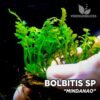Planta de aquário Bolbitis Mindanao