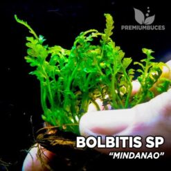 Bolbitis Mindanao planta de acuario