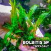 Bolbitis Sekadau pianta dell'acquario