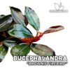 Bucephalandra Brownie Firebird planta de acuario