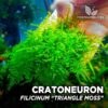 Cratoneuron Filicinum Triangle Moss musgo de acuario