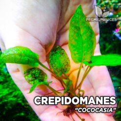 Crepidomanes Cococasia