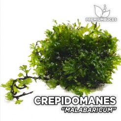 Crepidomanes Malabaricum