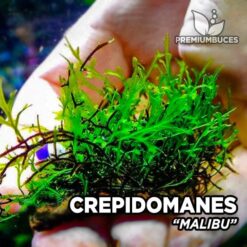 Crepidomanes Malibu