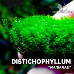 Distichophyllum “Maibarae” musgo de acuario