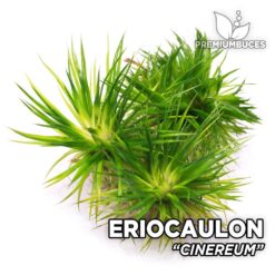 Eriocaulon Cinereum aquariumplant